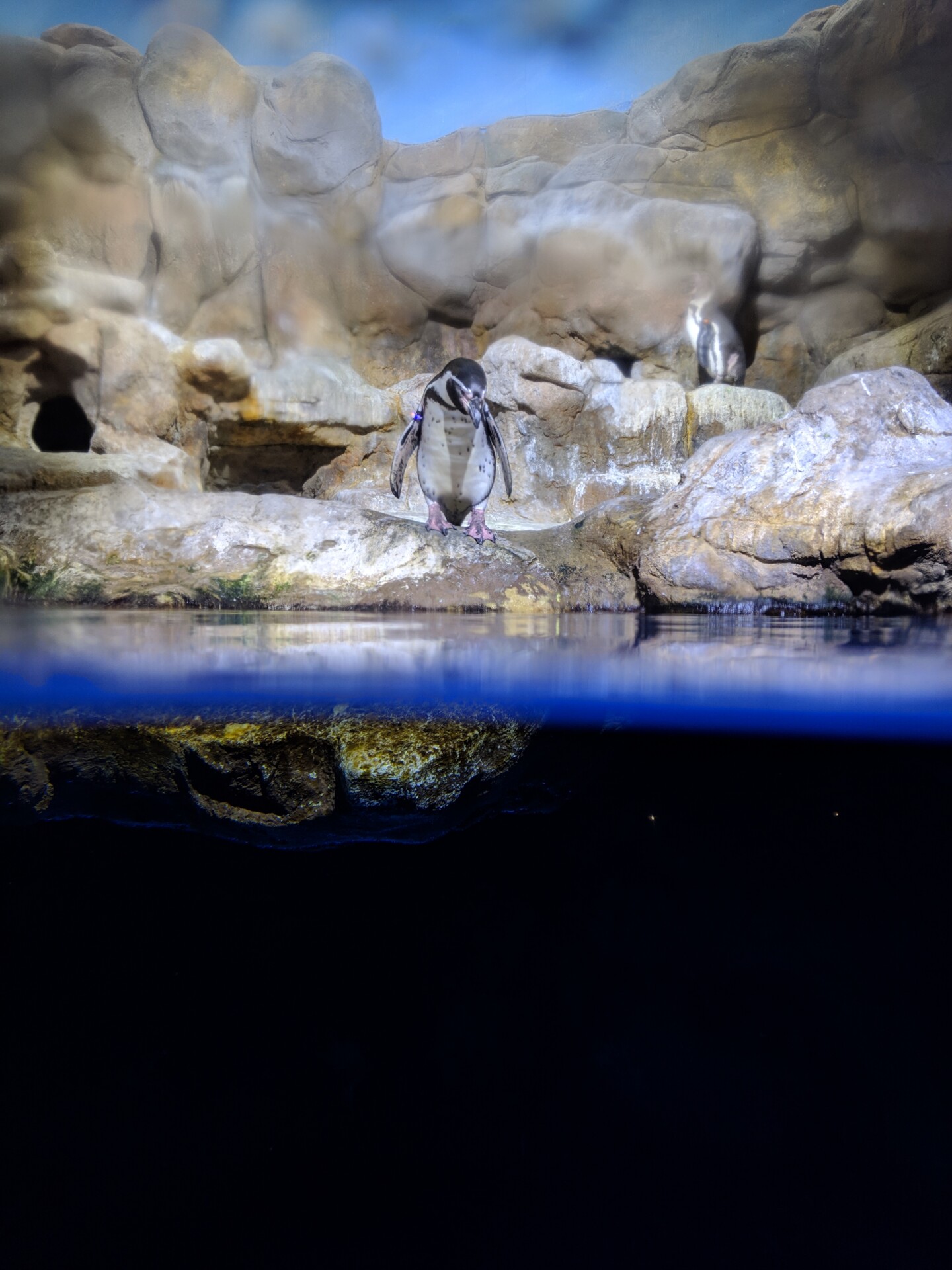 谷歌像素3相机样本企鹅在动物园