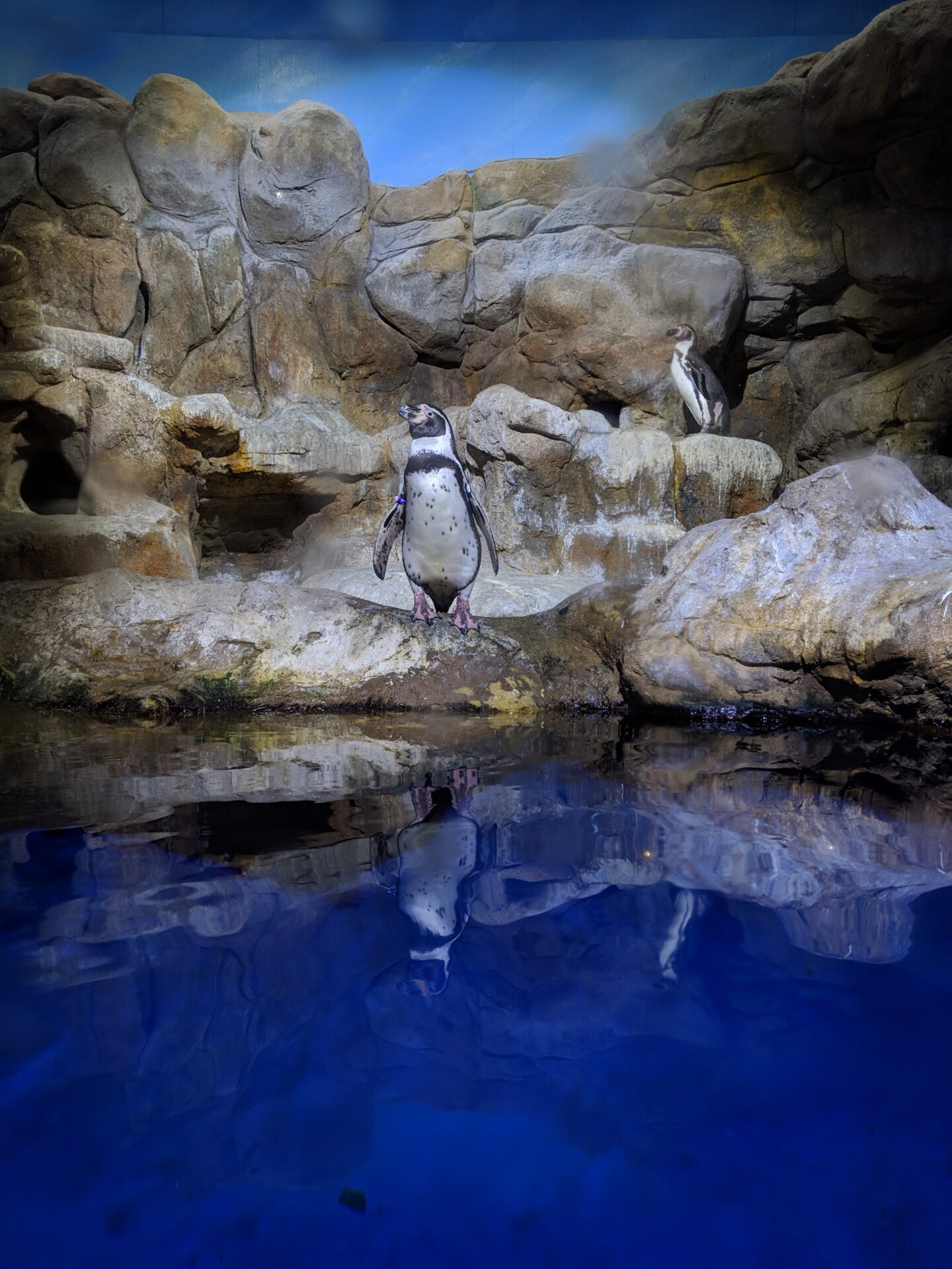 谷歌像素3相机样本企鹅