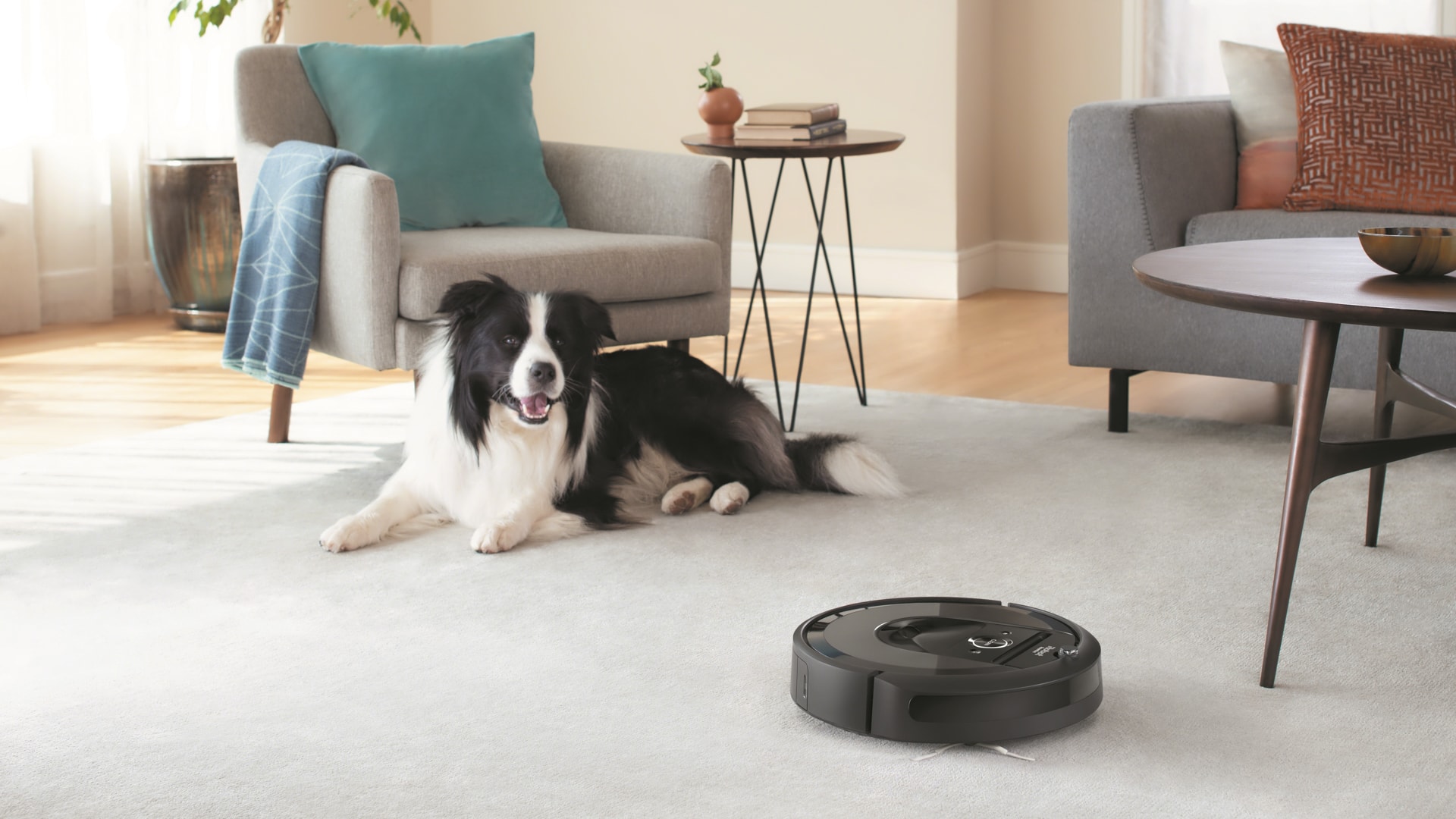 Irobot Roomba真空狗在客厅
