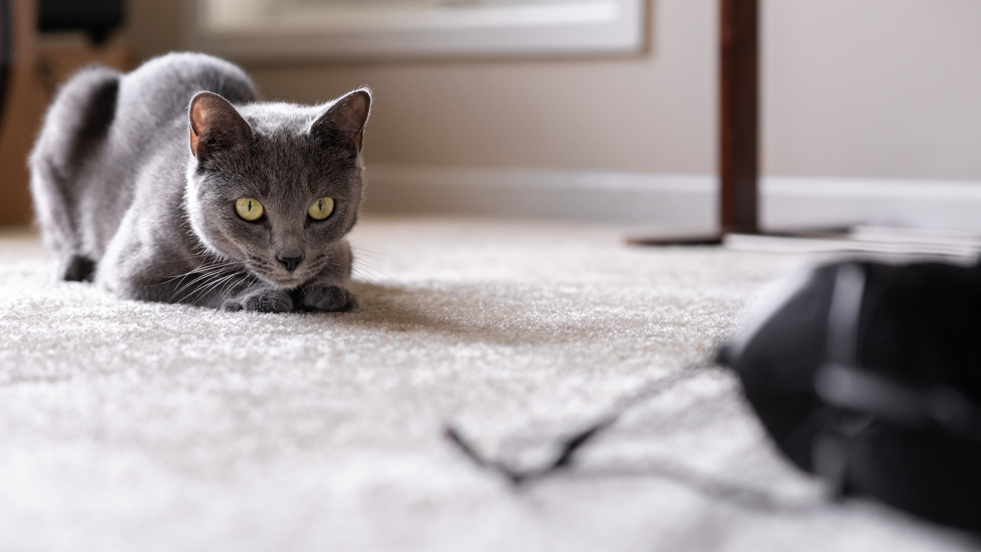 一只猫盯着需要修理的耳机线。