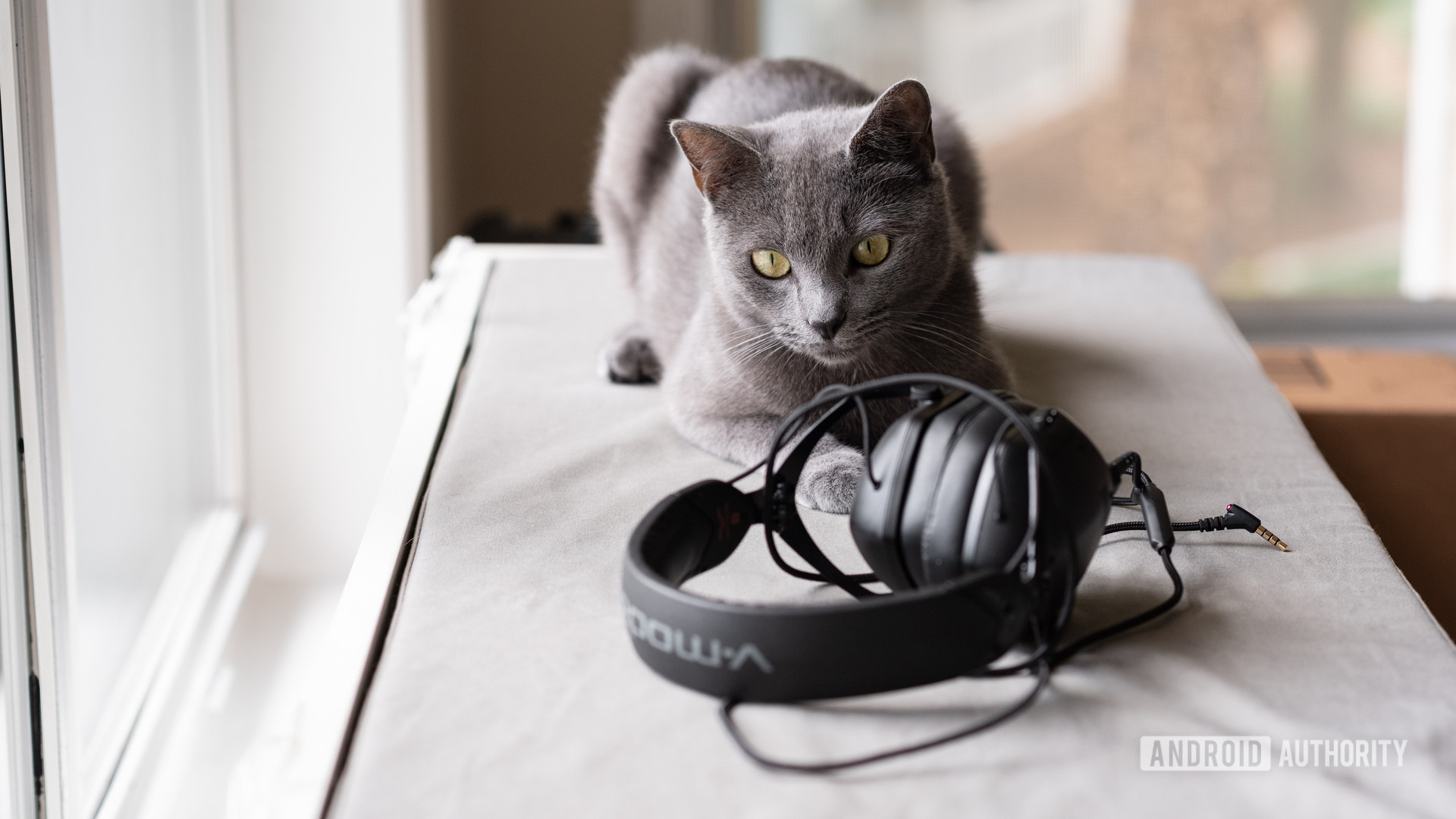 一只猫盯着一双V-MODA耳机。