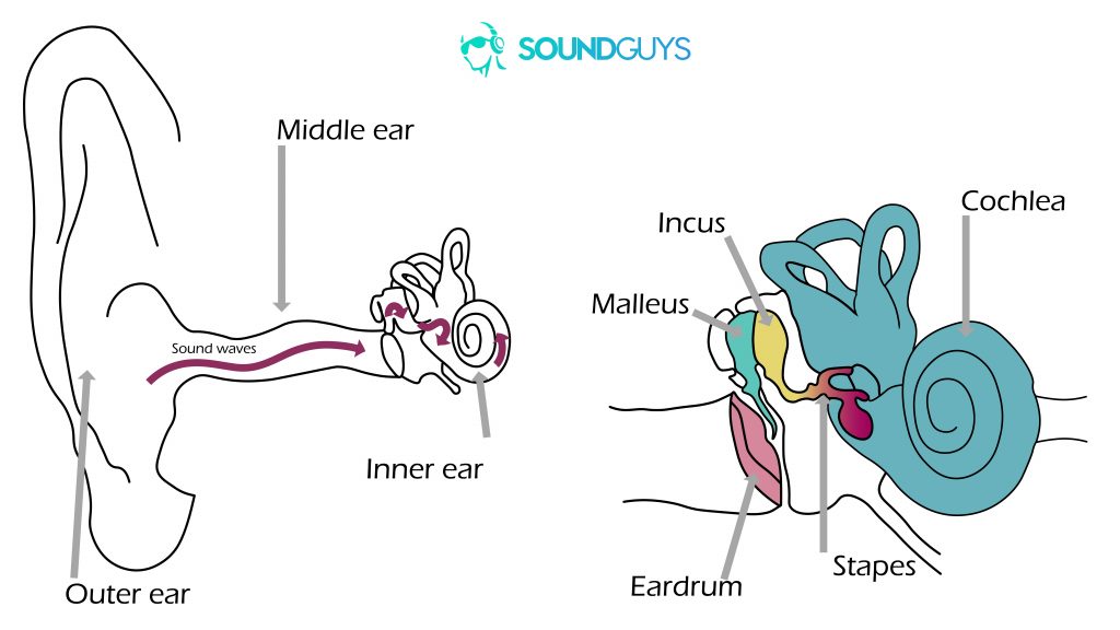 两个图。左边的那个显示声音如何进入耳朵，右侧是中耳和内耳的特写。