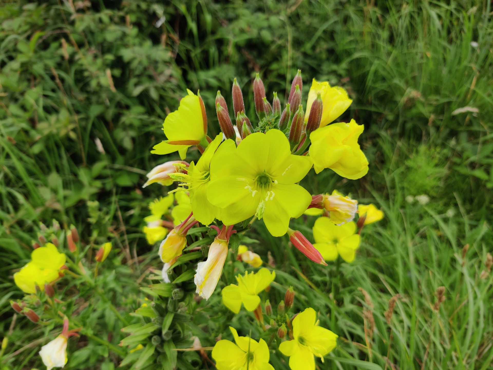 OnePlus Nord测试图像主摄像头拍摄的彩色花朵