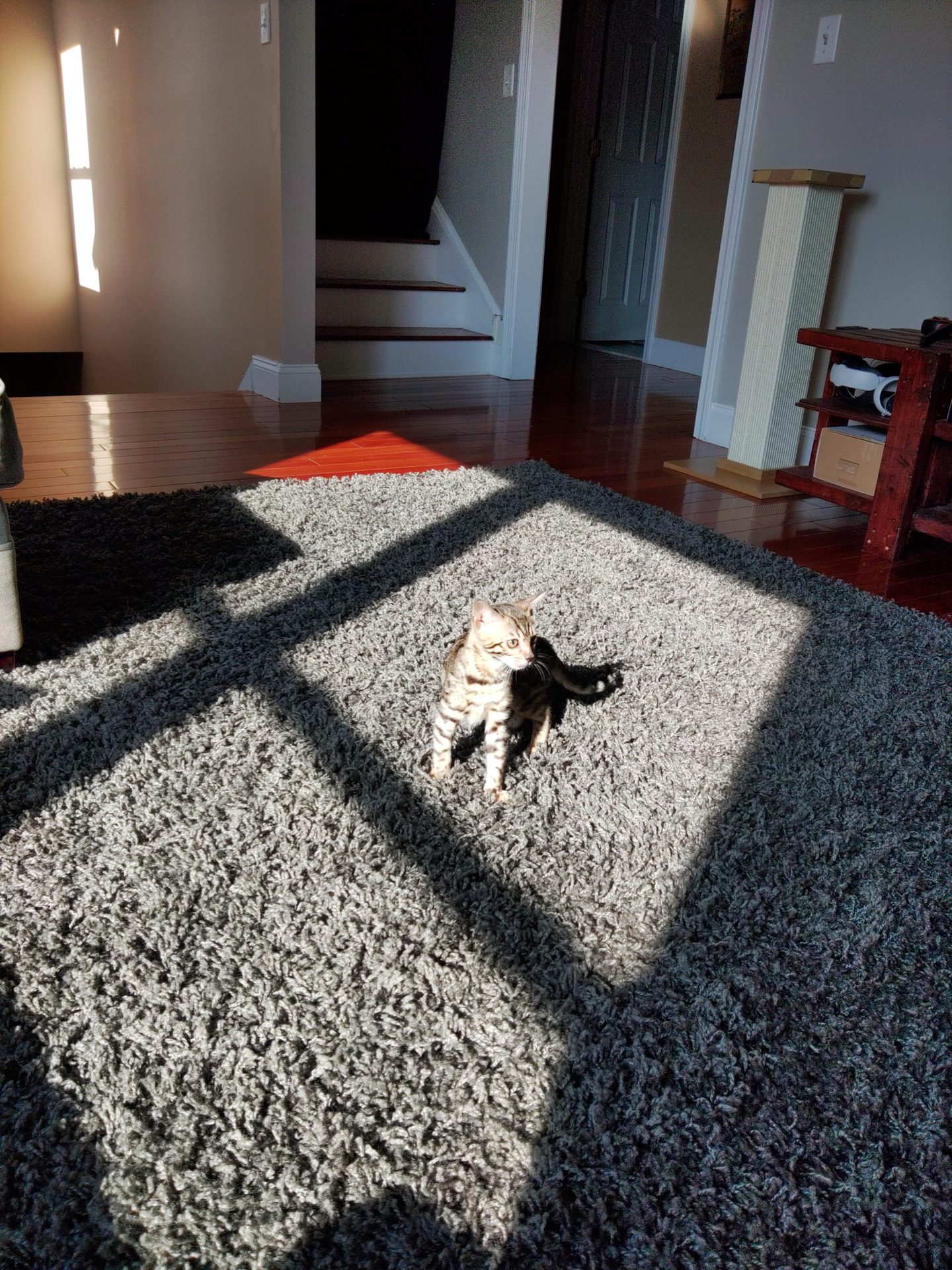京瓷杜拉福斯拍摄的一张地毯上的小猫