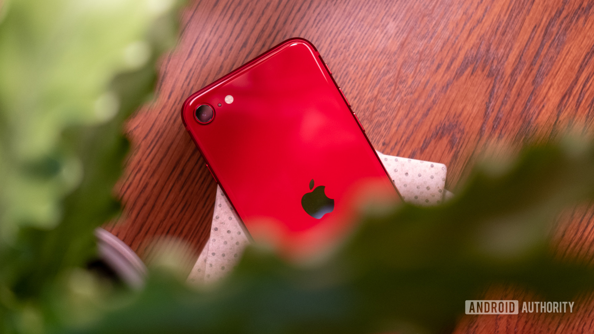 iPhone SE后方展示了前景中带有绿色植物的相机